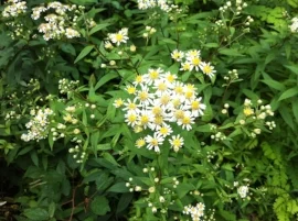 Doellingeria umbelata GDT.JPG
