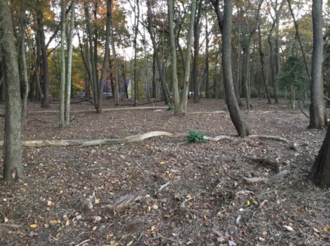 The one green spot here is a native Ilex opaca, American holly. The rest is a clean slate in which to plant.