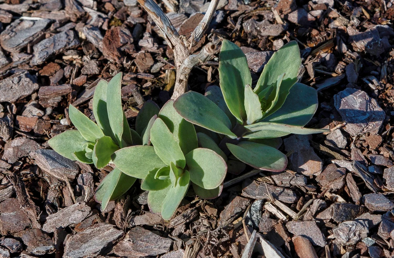 Sedum in the Folly Gardenby Ray Borjarski 