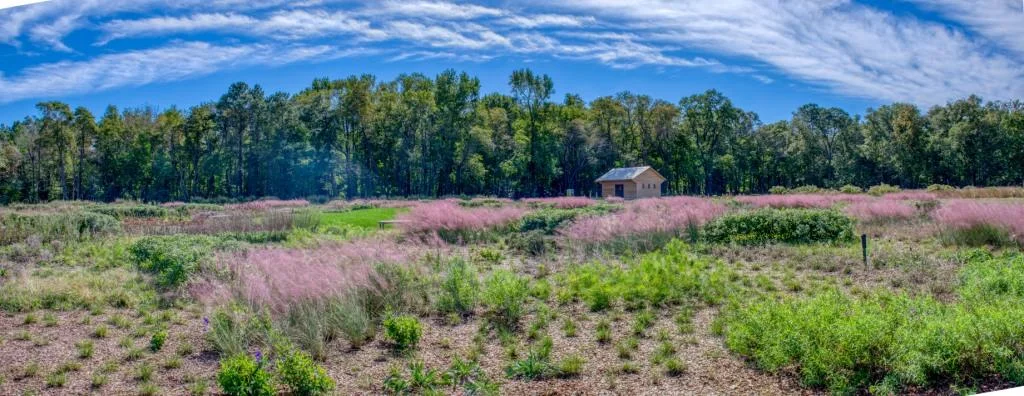 Pink muhly grasses grow in DBG’s Piet Oudolf Meadow Garden