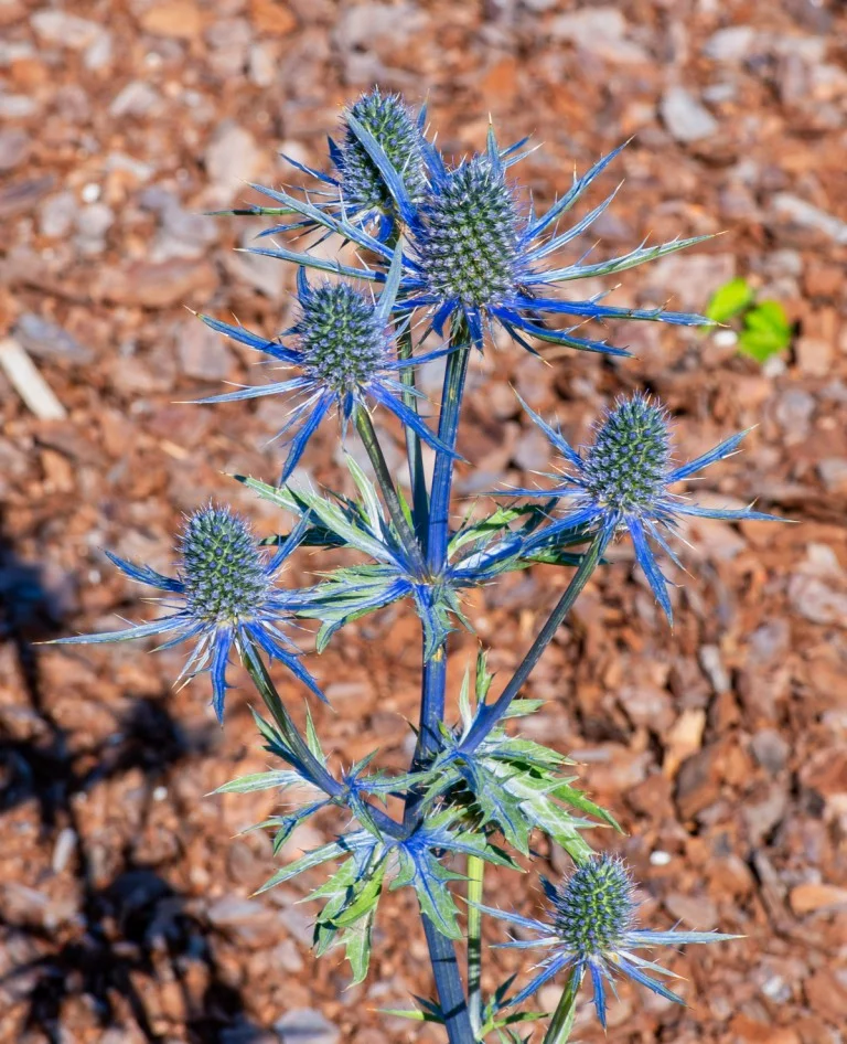 Piet Oudolf MeadowLower Section — Delaware Botanic Gardens