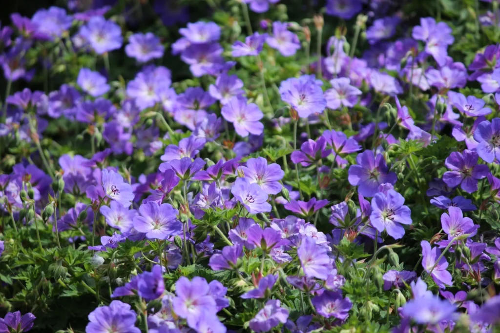 Geranium 'Orion'