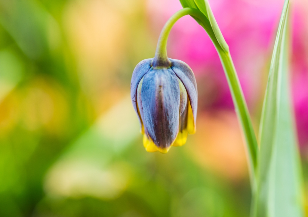 Fritillaria uva-vulpis (fox's grape fritillary)