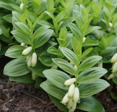Polygonatum humile (dwarf solomon's seal)