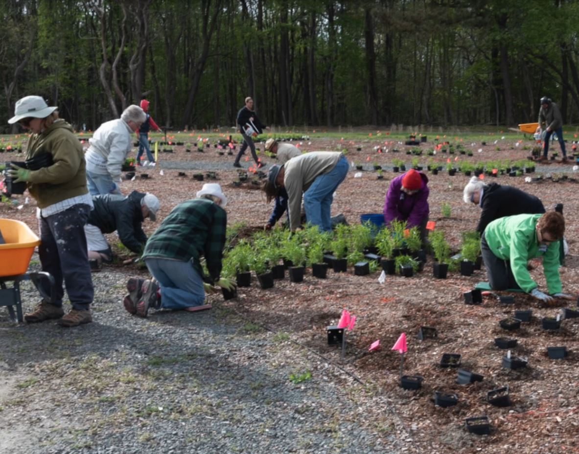 volunteers plant in April.jpg