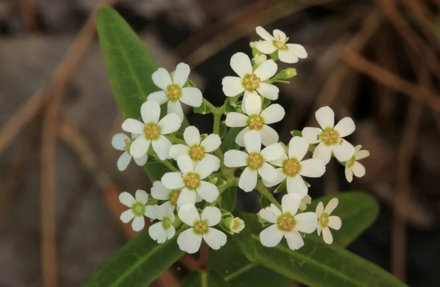 Euphorbia corolatta