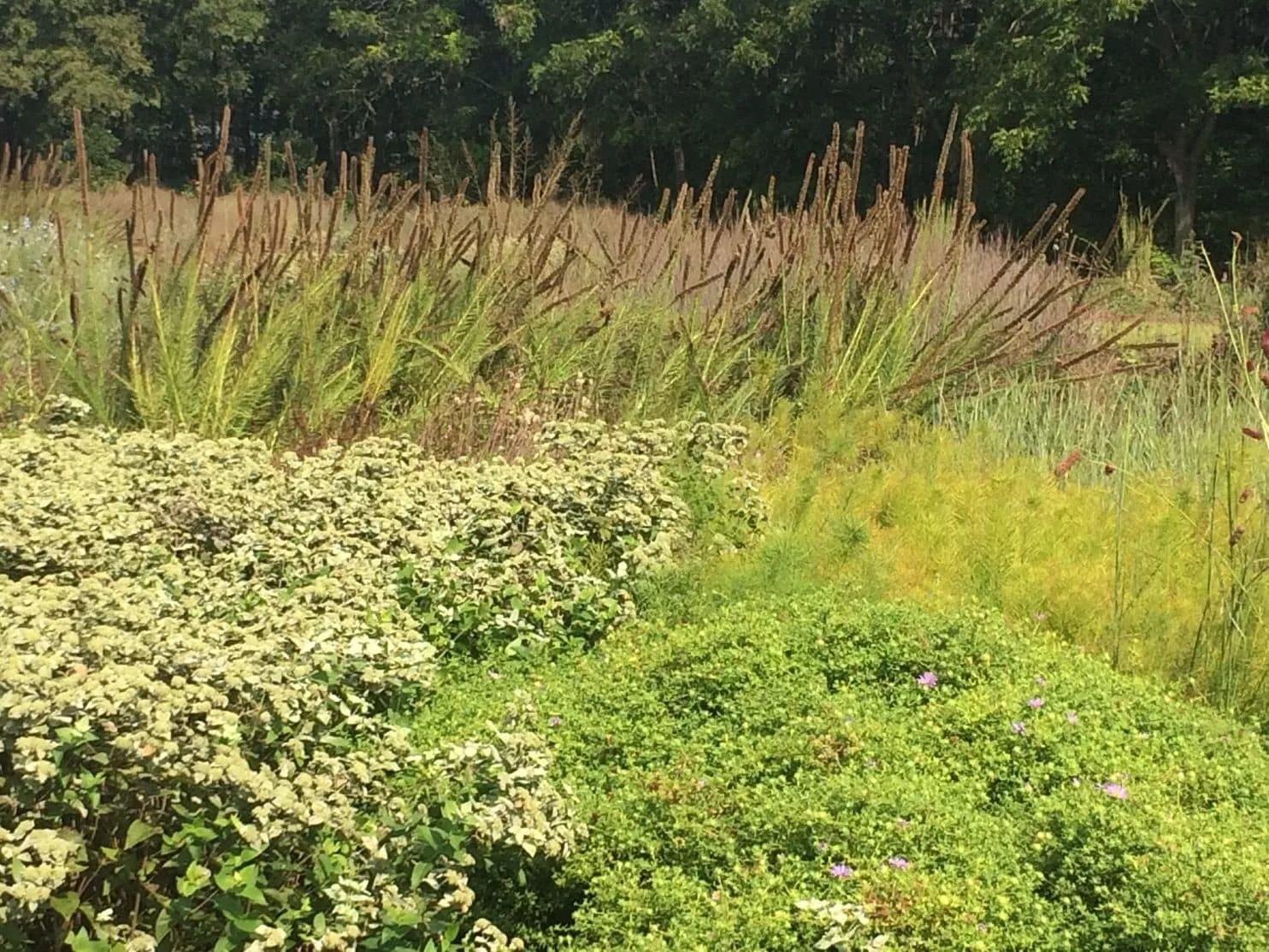 At the Delaware Botanic Gardens, drifts of perennials and grasses provide a season-long parade of shifting forms, textures and colors. Flowers are subordinate to the overall effect. (Adrian Higgins/The Washington Post)