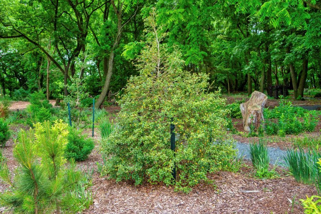 The Anderson Hollies — Delaware Botanic Gardens