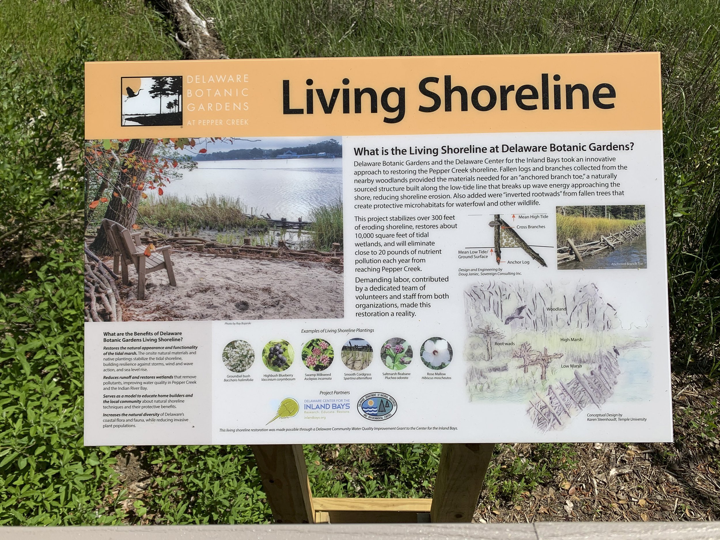 CarolB Living Shoreline 2.jpg