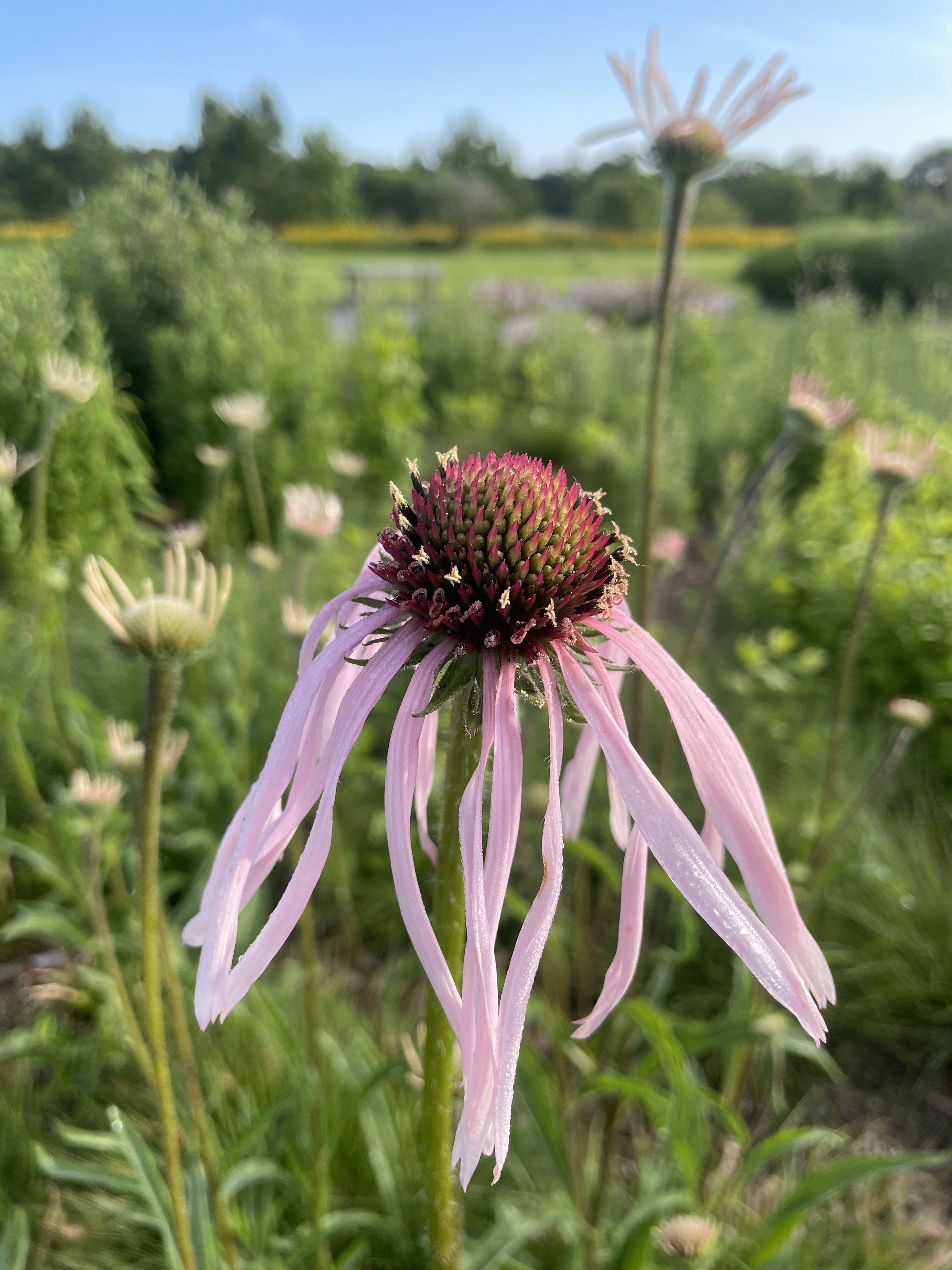 Photo of Echinacea (or Cone Flower) Pallida Hula Dancer in Piet Oudolf Meadow. (By Stephen Pryce Lea)
