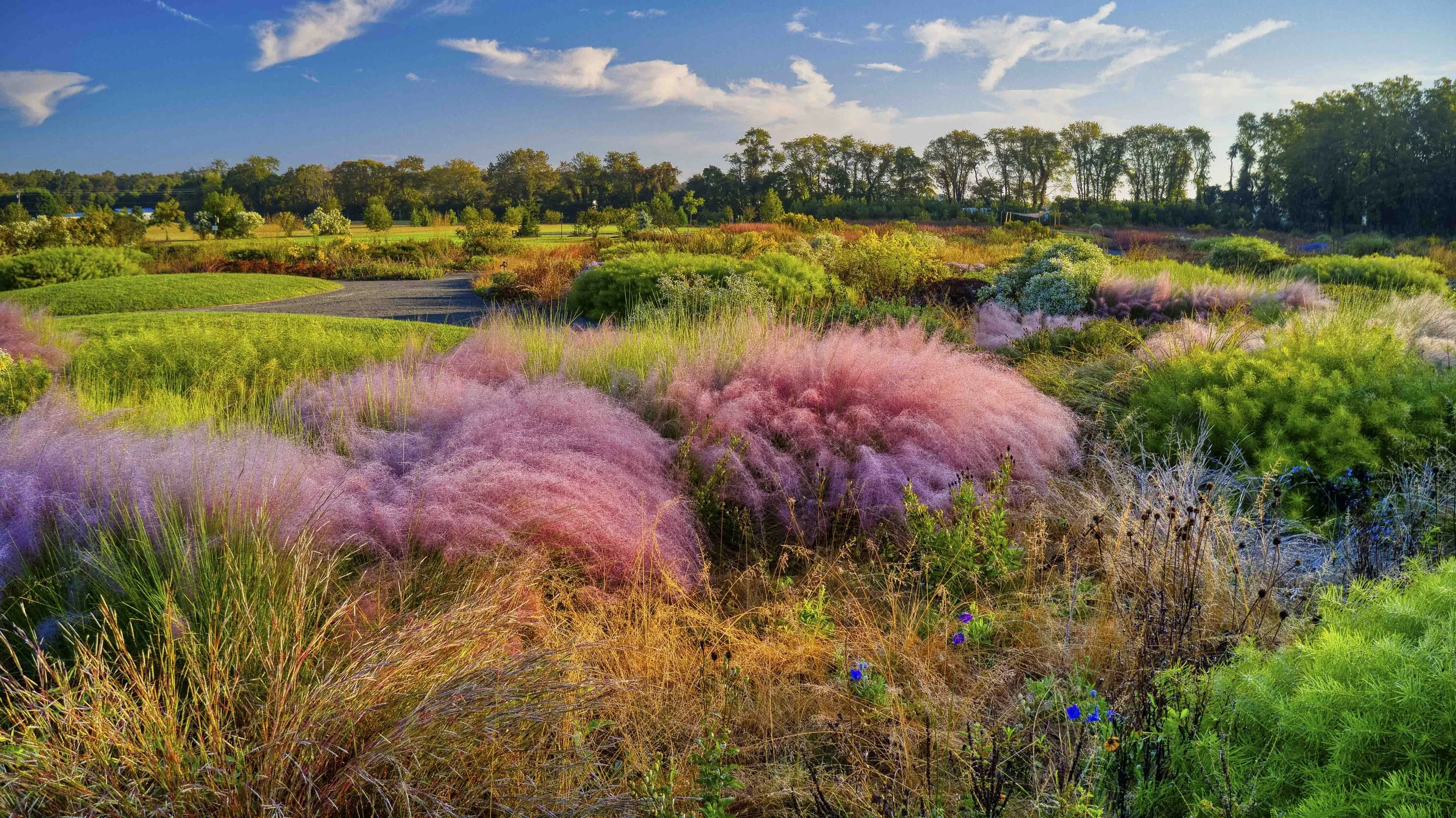 1.	The Piet Oudolf Meadow with Pink Muhly Grass (By Ray Bojarski)