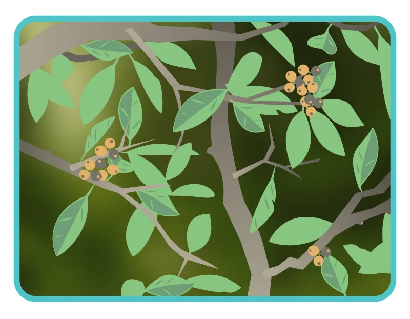 TREES.jpg