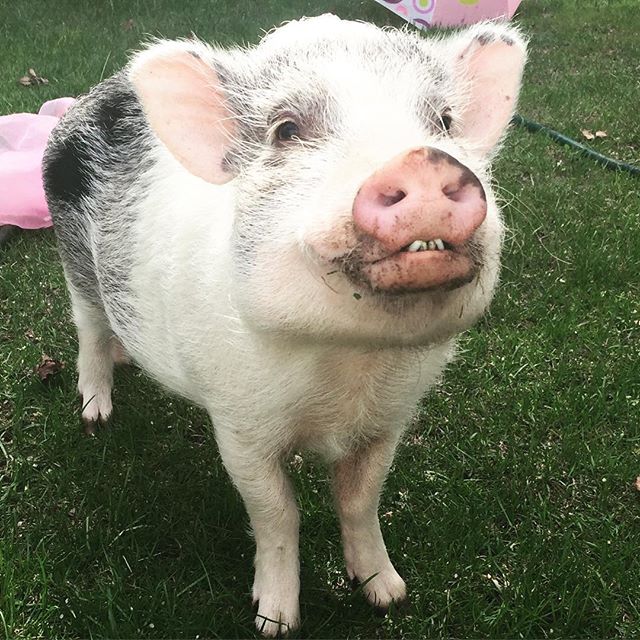 When you're having so much fun at your photo shoot that you can't stop smiling.... 😂😂😂 more images coming soon from this hilarious boar-doir shoot! 
#pigstagram #pigsofinstagram #micropig #bigsmiles #bts #iphoneonly #piggies #stephaniemoorephoto
