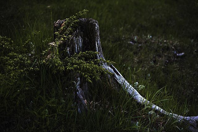 Wild like the wind
In the tall pine trees...
I got roots
And I got wings.
-Miranda Lambert
.
.
.
#mirandalambert #wildones #mountainair #thisisliving #getoutside #i❤️bc #explorebc #wilderness #wildandfree #countryliving #stephaniemoorephoto #shoot2ki