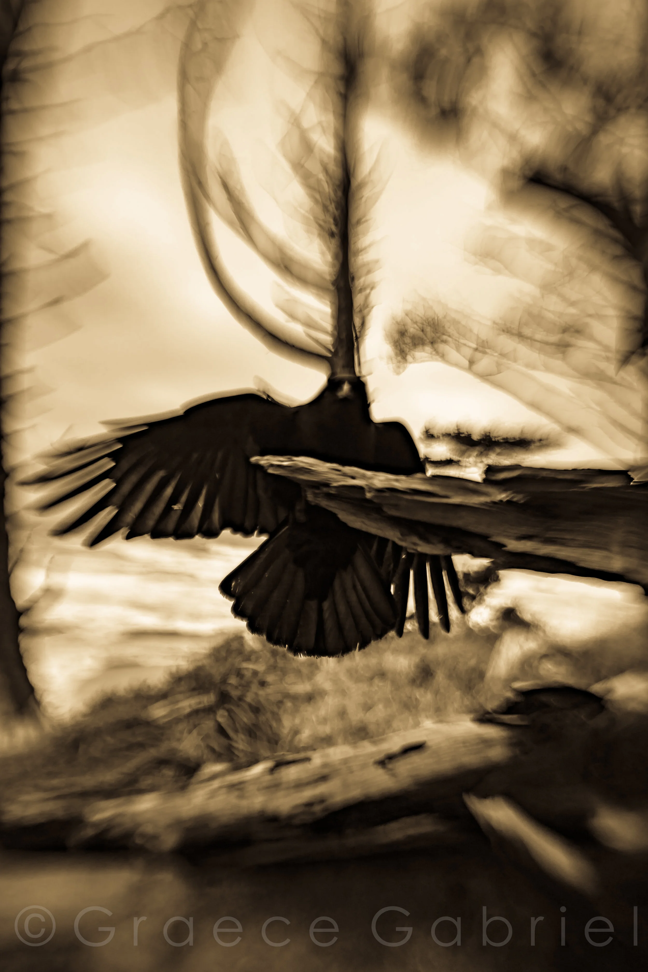 Dream Weaver