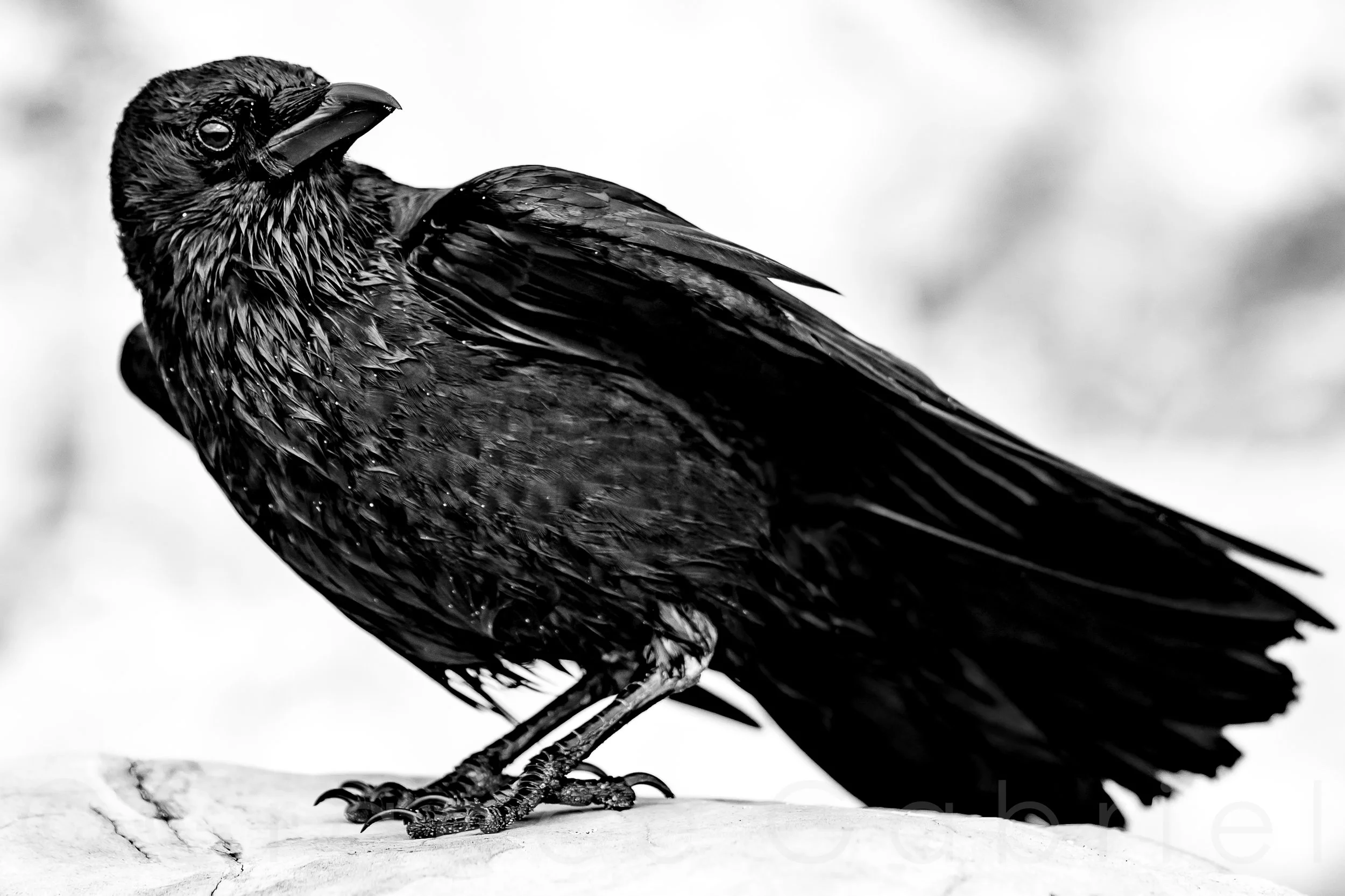 $325.00 “THE MORRIGAN” 24X36 INCH ARCHIVAL, PHOTOGRAPHIC PRINT IN BLACK FRAME.