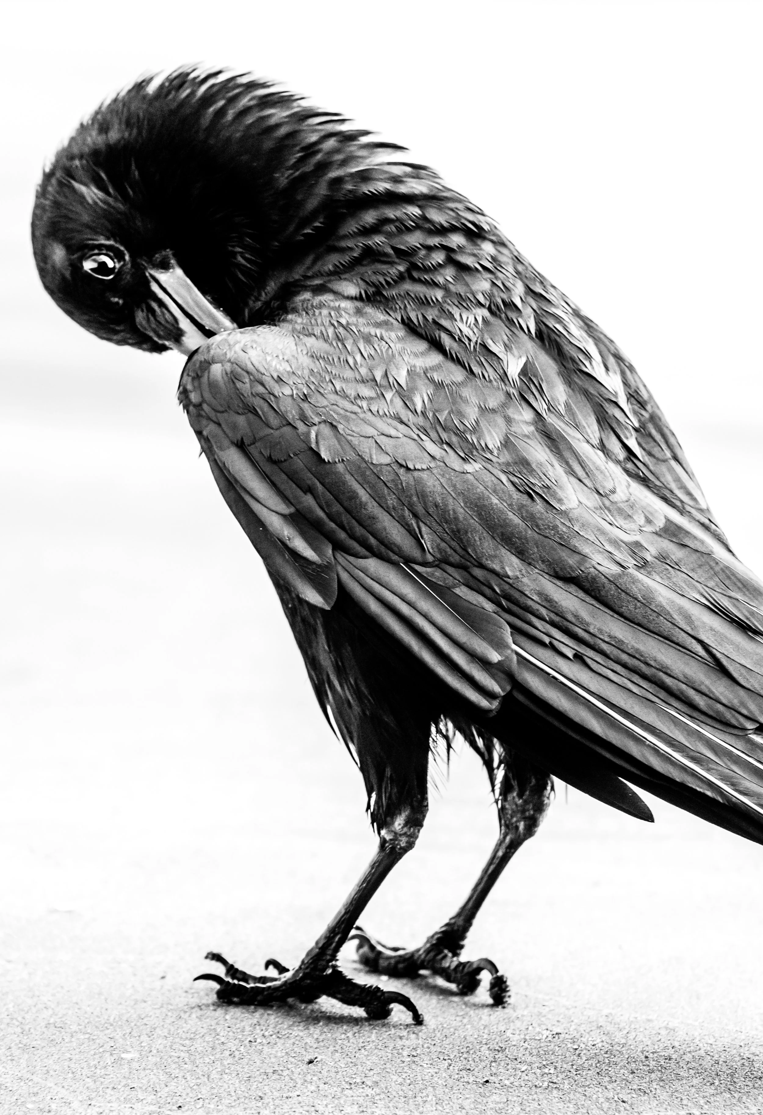 $325.00 “TRICKSTER” 24X36 INCH ARCHIVAL, PHOTOGRAPHIC PRINT IN BLACK FRAME.