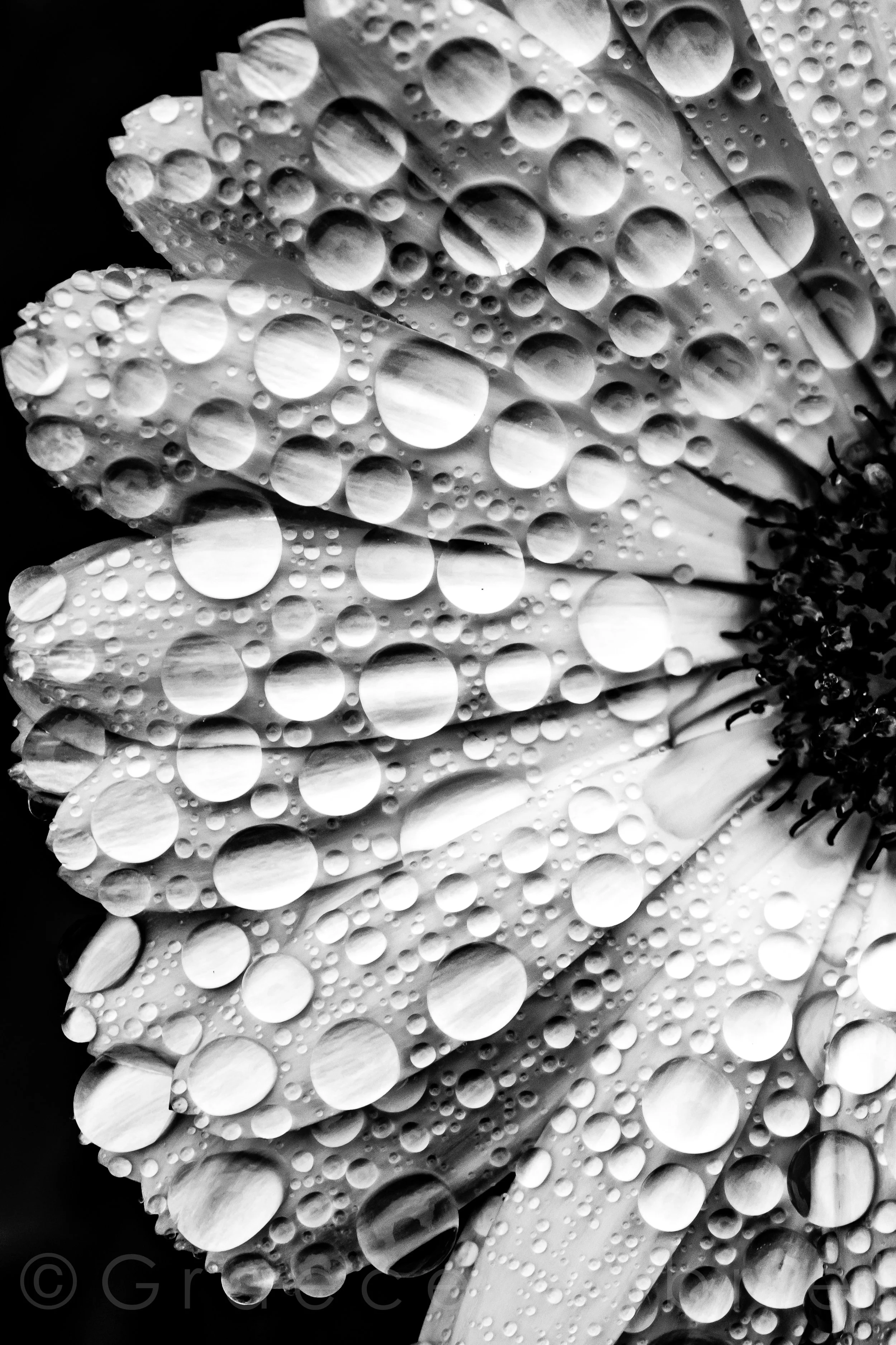 $235.00 “IVORY” 13X19 INCH DOUBLE-MATTED, ARCHIVAL, PRINT IN 24X36 INCH BLACK FRAME