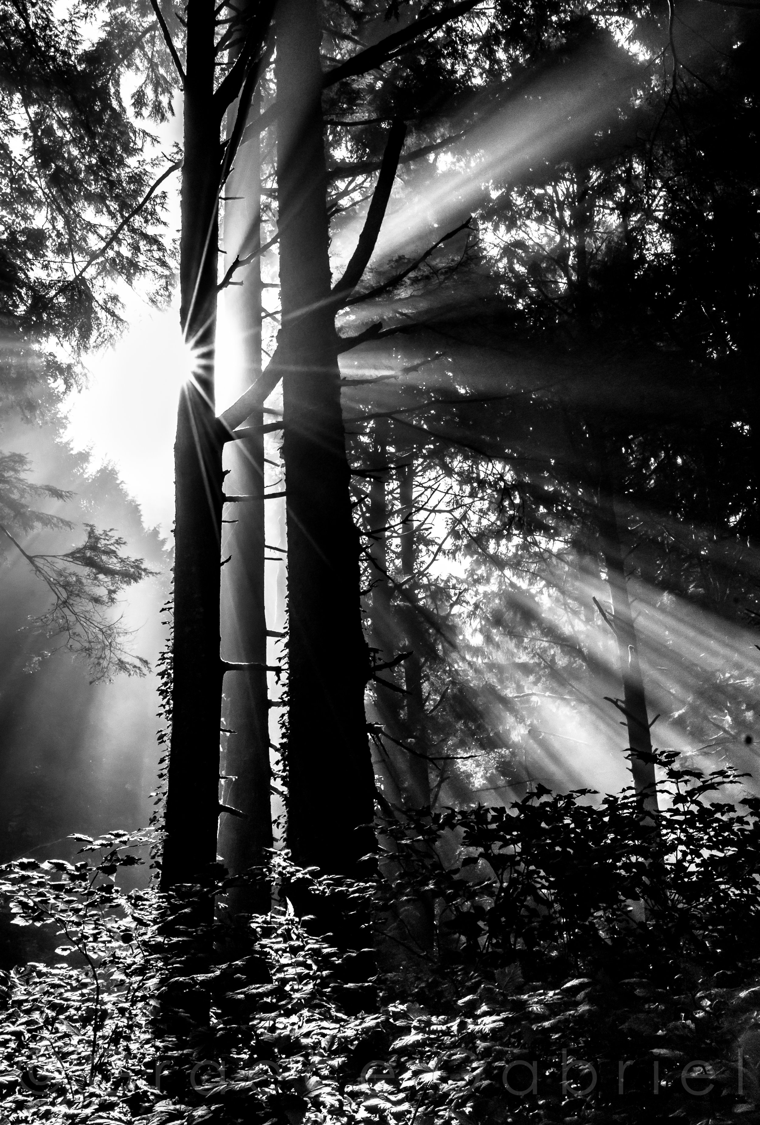 $235.00 “THE GIANT AWAKENS” 13X19 INCH DOUBLE-MATTED, ARCHIVAL, PHOTOGRAPHIC PRINT IN BLACK 18X24 INCH FRAME.