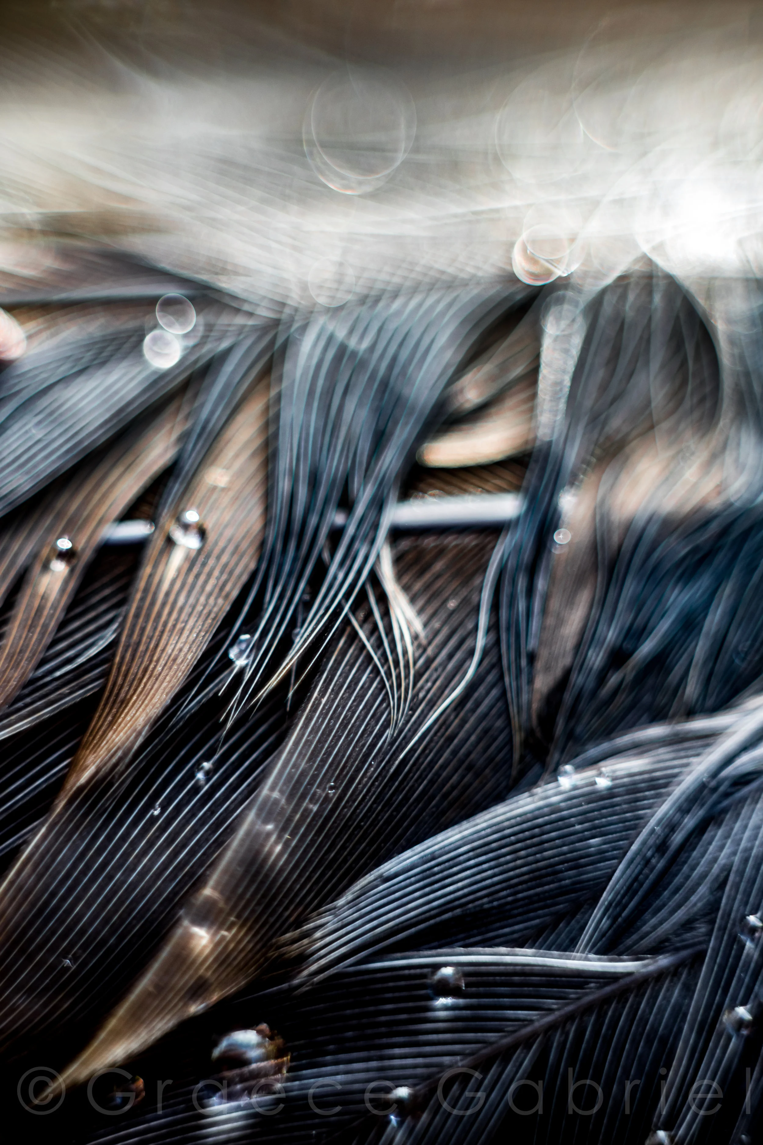 $325.00 “DIAPHANOUS” 24X36 INCH ARCHIVAL, PHOTOGRAPHIC PRINT IN BLACK FRAME.
