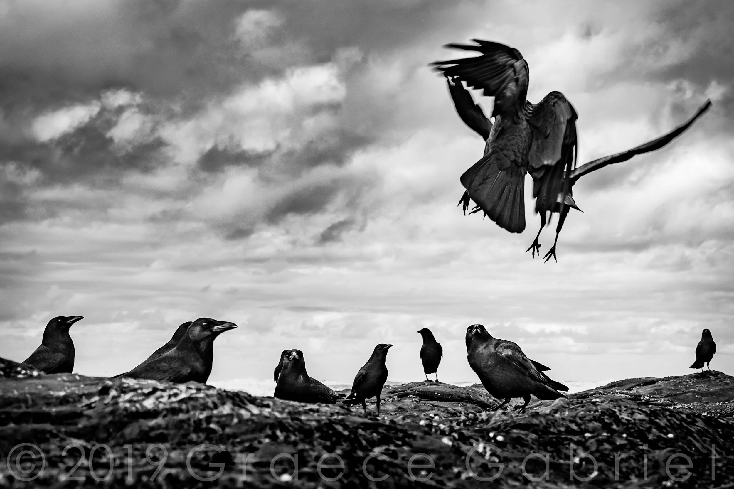 Little Black Angels