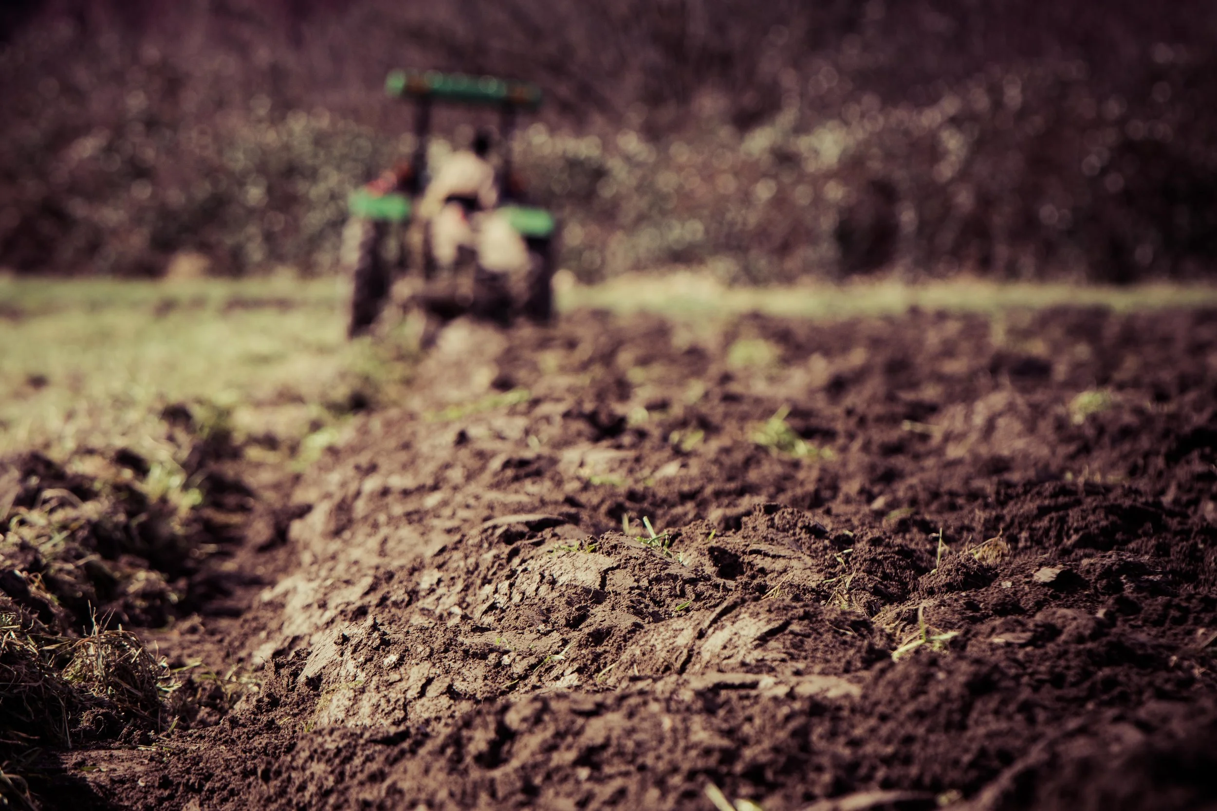 Local Roots 8.jpg
