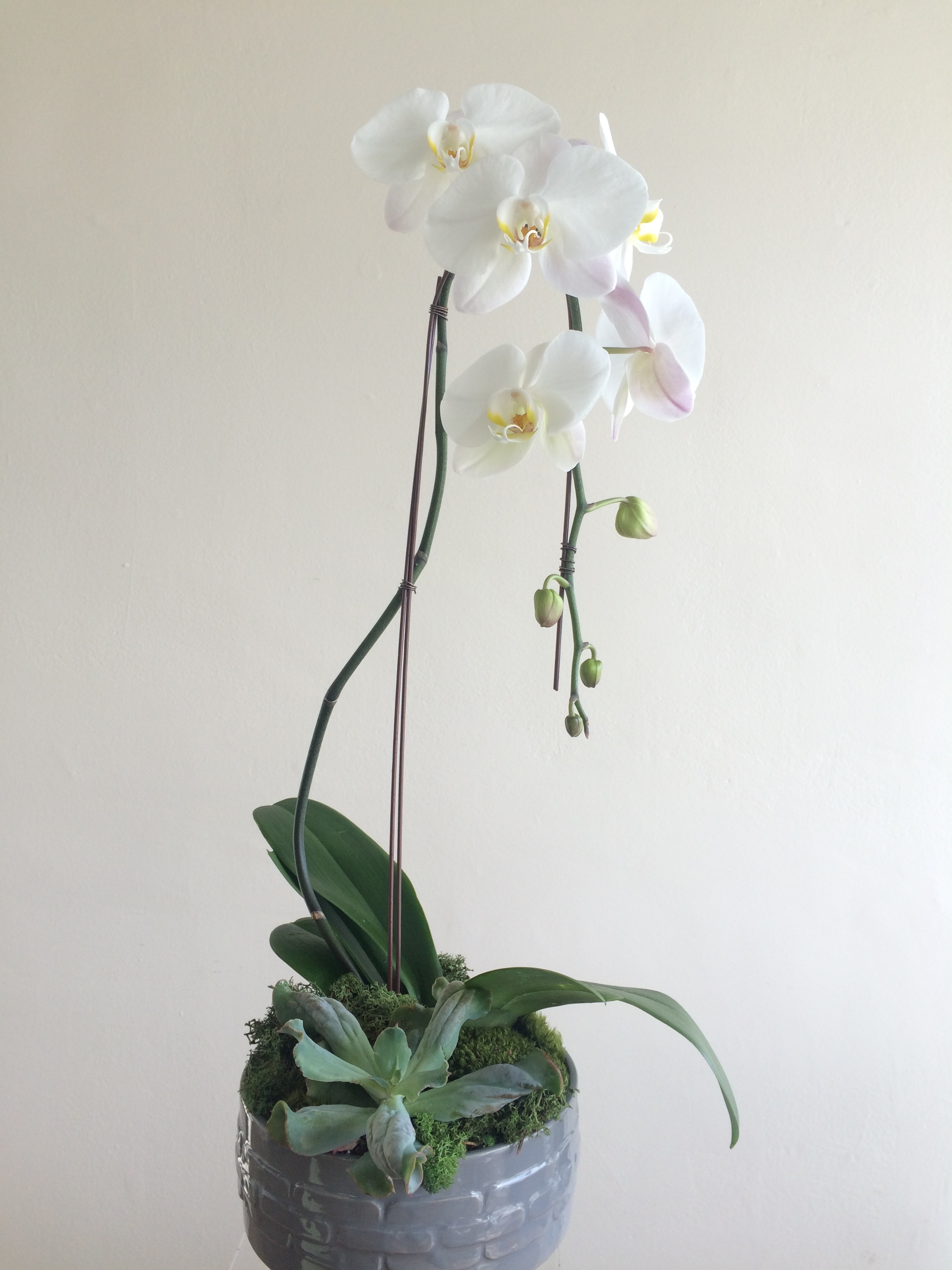 Single Phalaenopsis