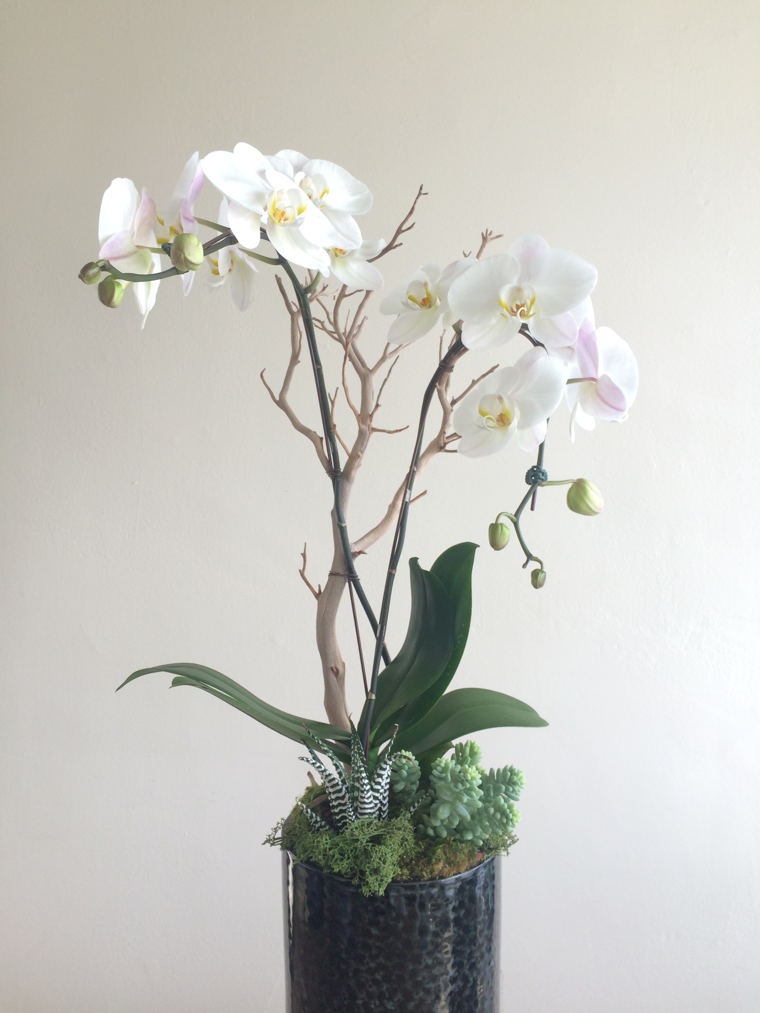 Double Phalaenopsis Orchids