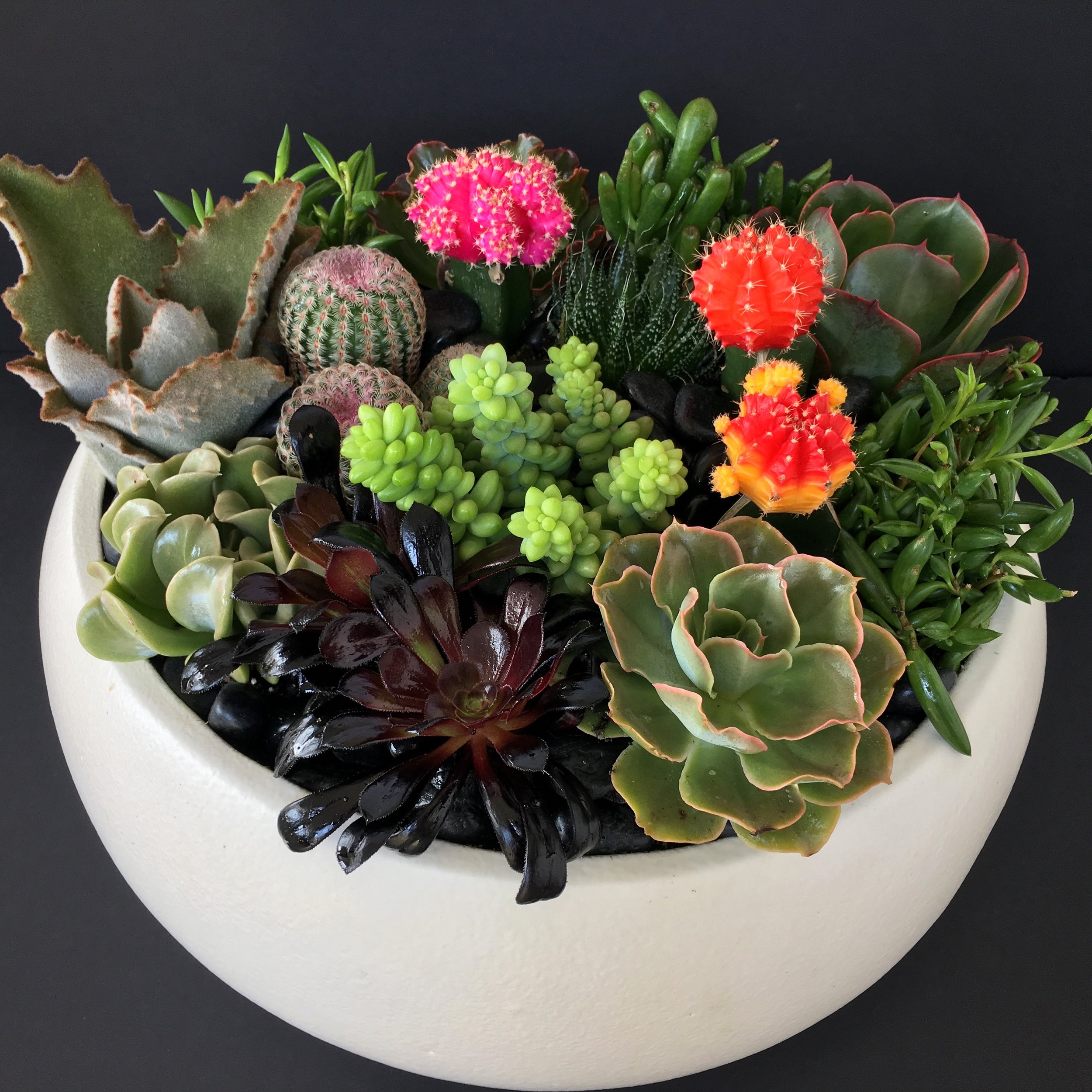 Succulent Garden Dish