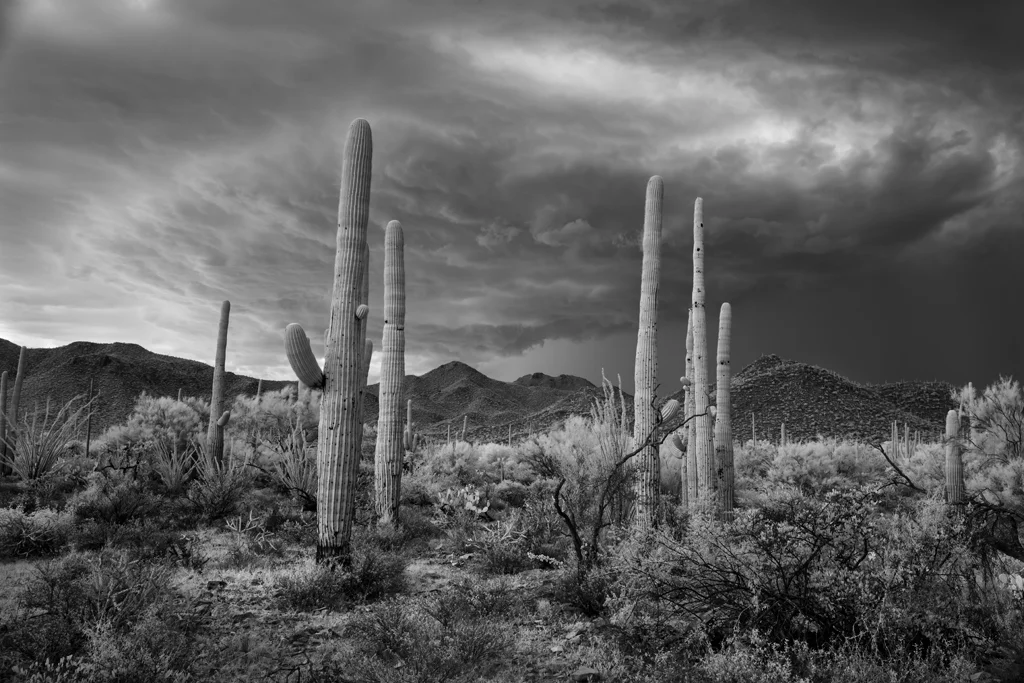 Mitch_Dobrowner_Saguaro_and_Storm-1.jpg