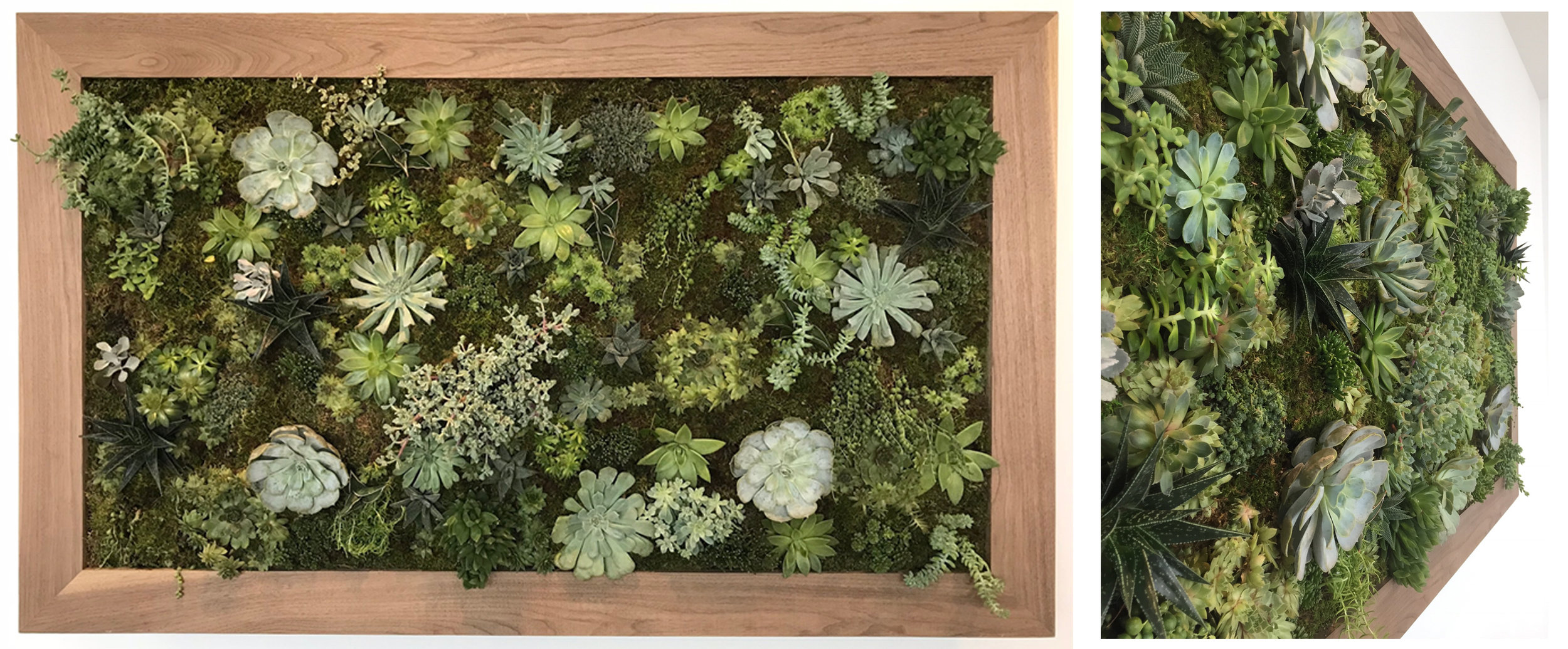 Custom made succulent wall garden 
