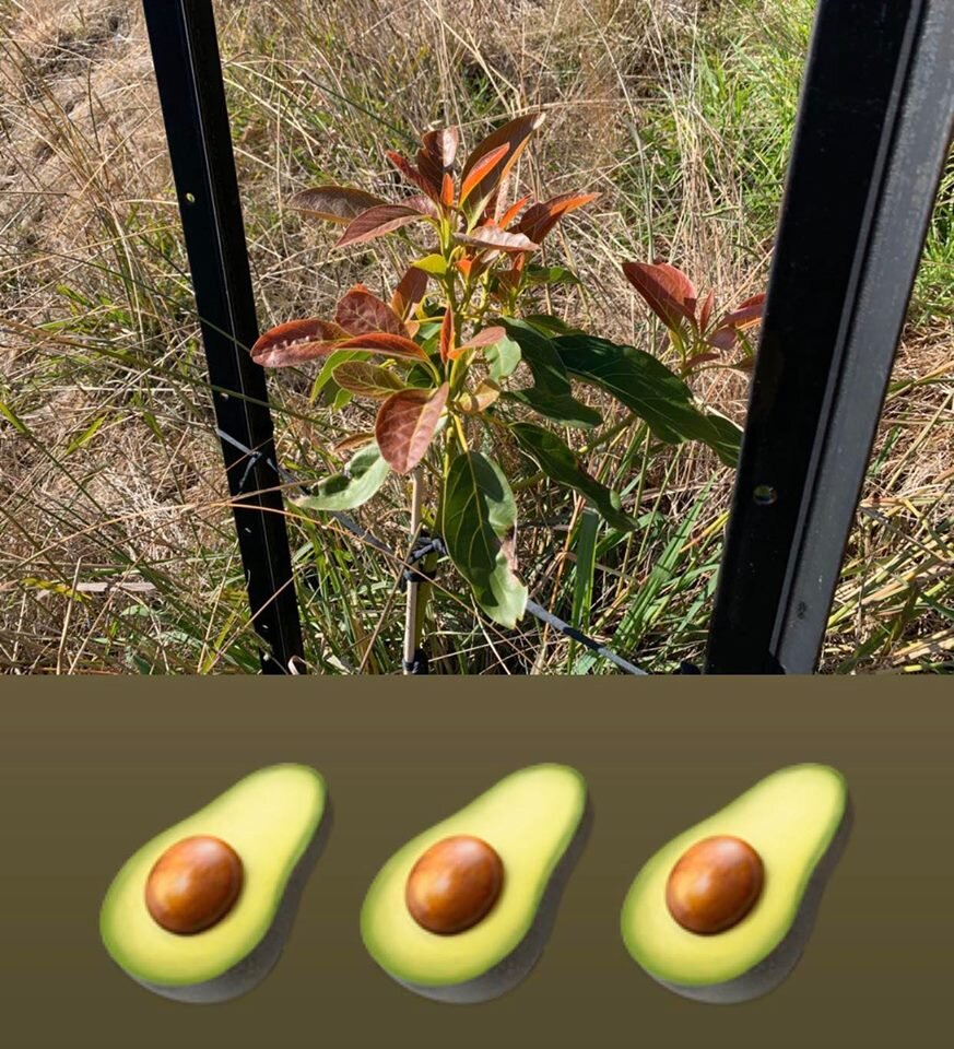 avotree.jpg