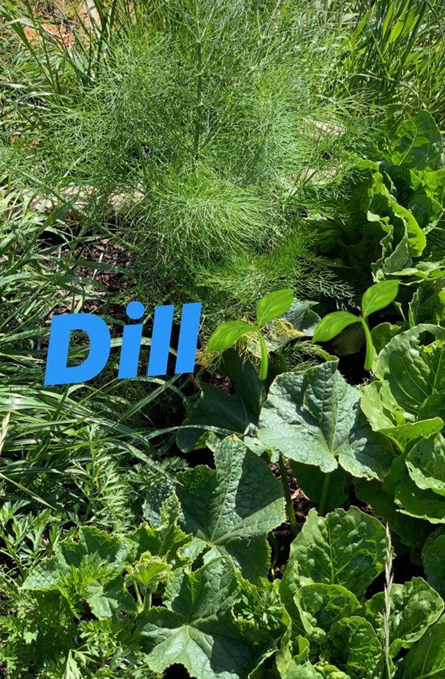 dill.jpg