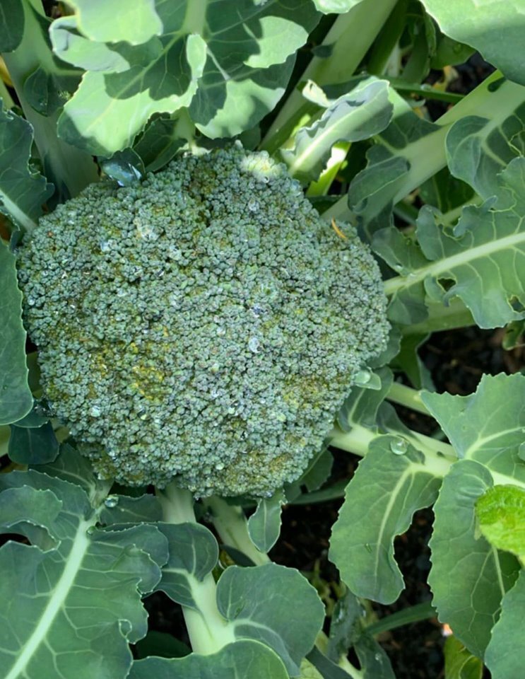 homegrownbroccoli.jpg