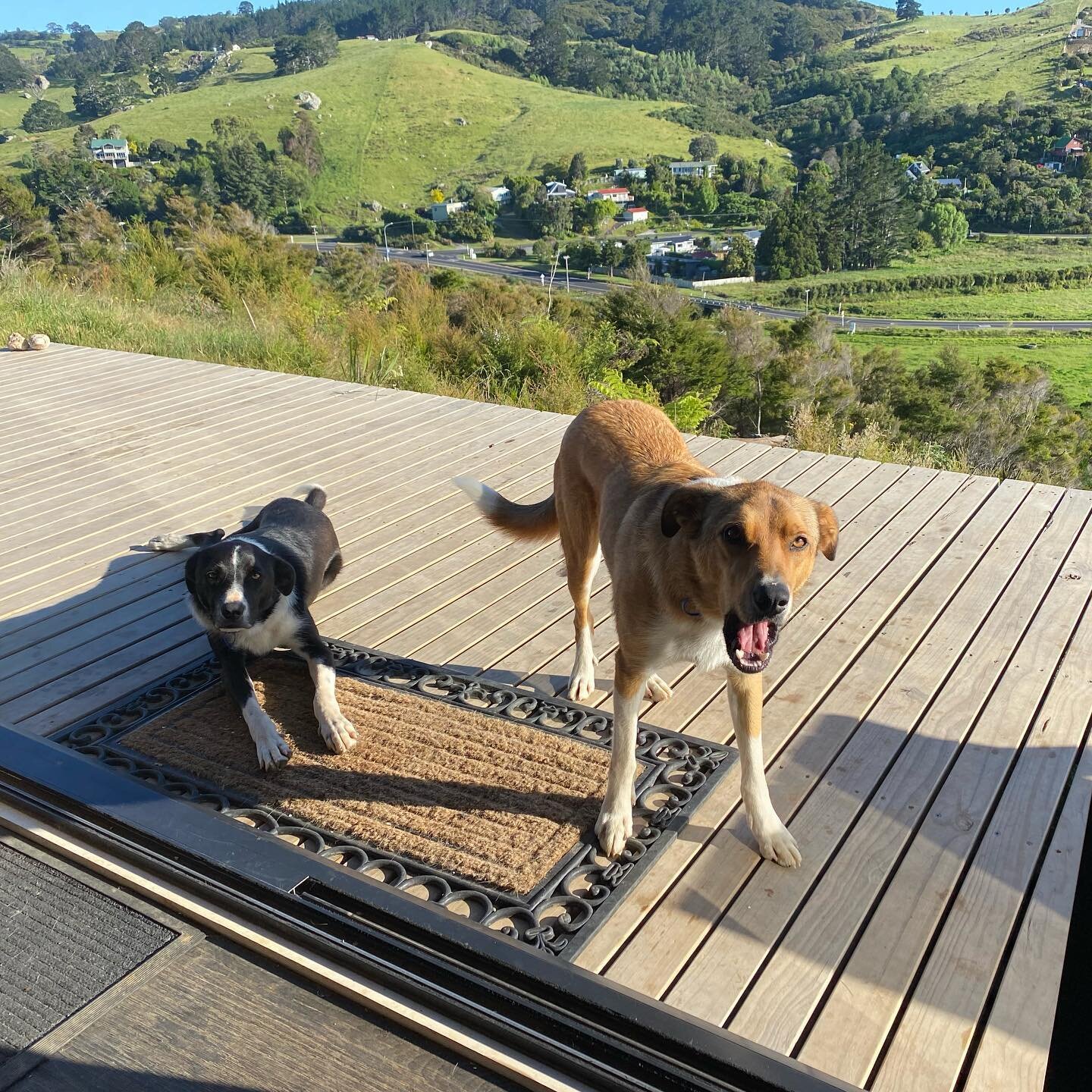 Mangaiti Farm,  Whenuakite - are a big part of our life for our pups,  Apollo &amp; Seth.  Jock &amp; Kate look after our pups when we are out of town for the night or for a week.  I cannot recommend these guys highly enough &amp; our pups love stayi