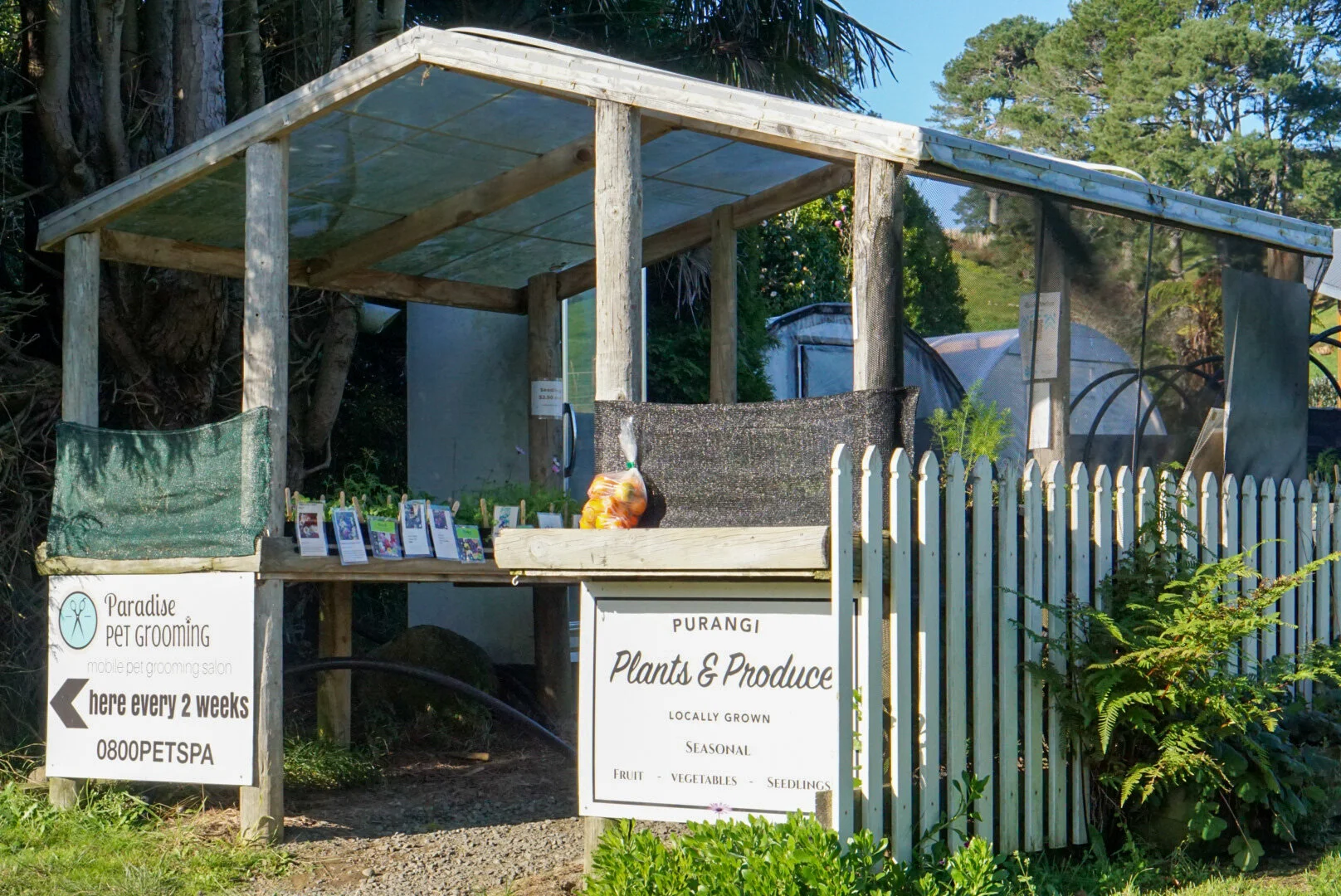 Purangi Plants - Coromandel Green Series