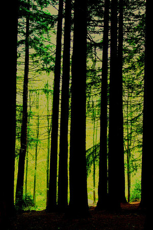 In Tune with the Trees Beer Wagon