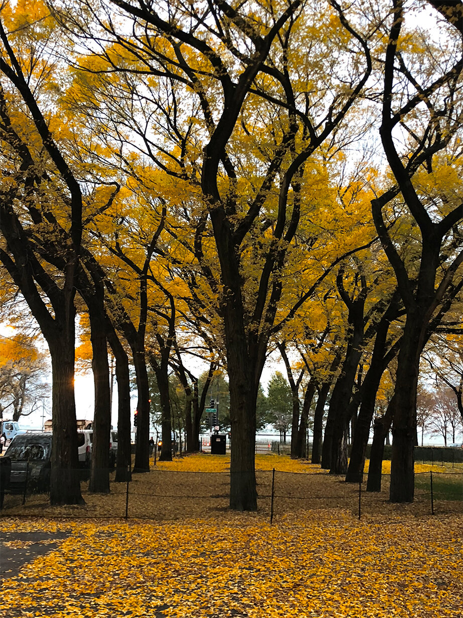 Trees in fall B.jpg