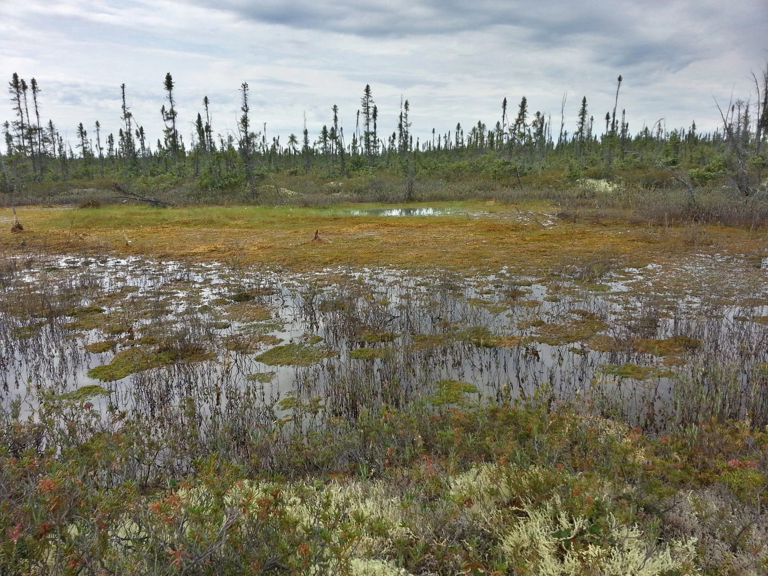 MRB13-3SubarcticPeatland1.jpg
