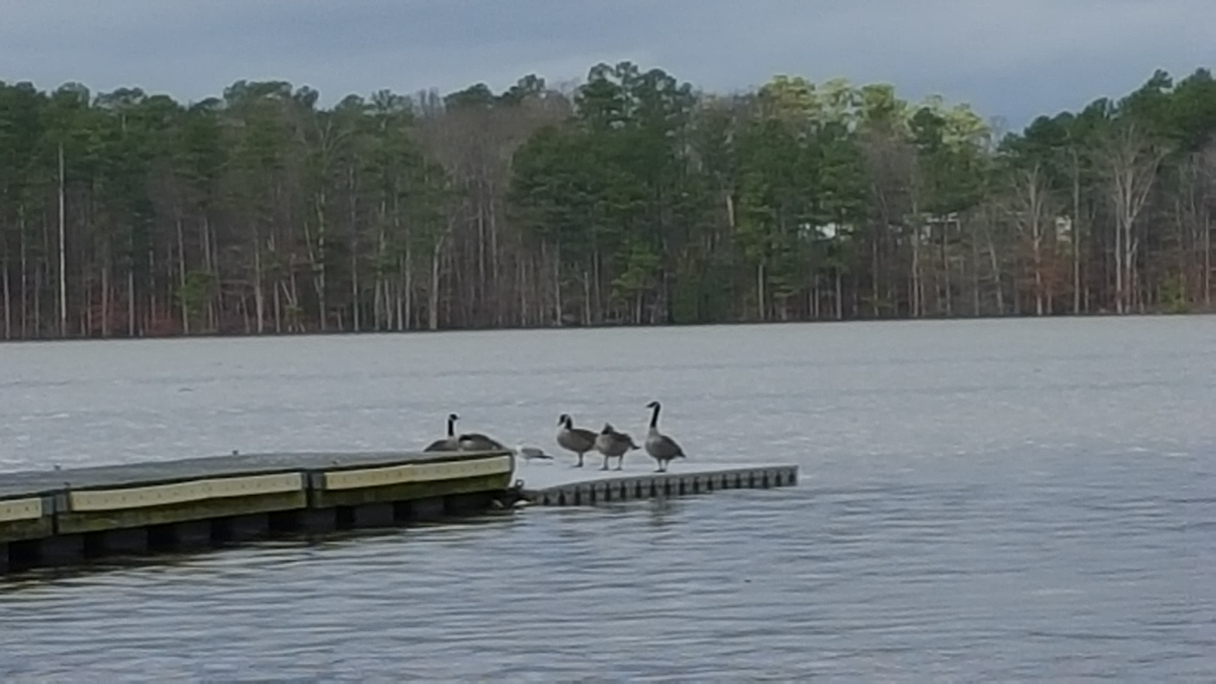 The geese have dry feet while the rowers have to wet-launch 