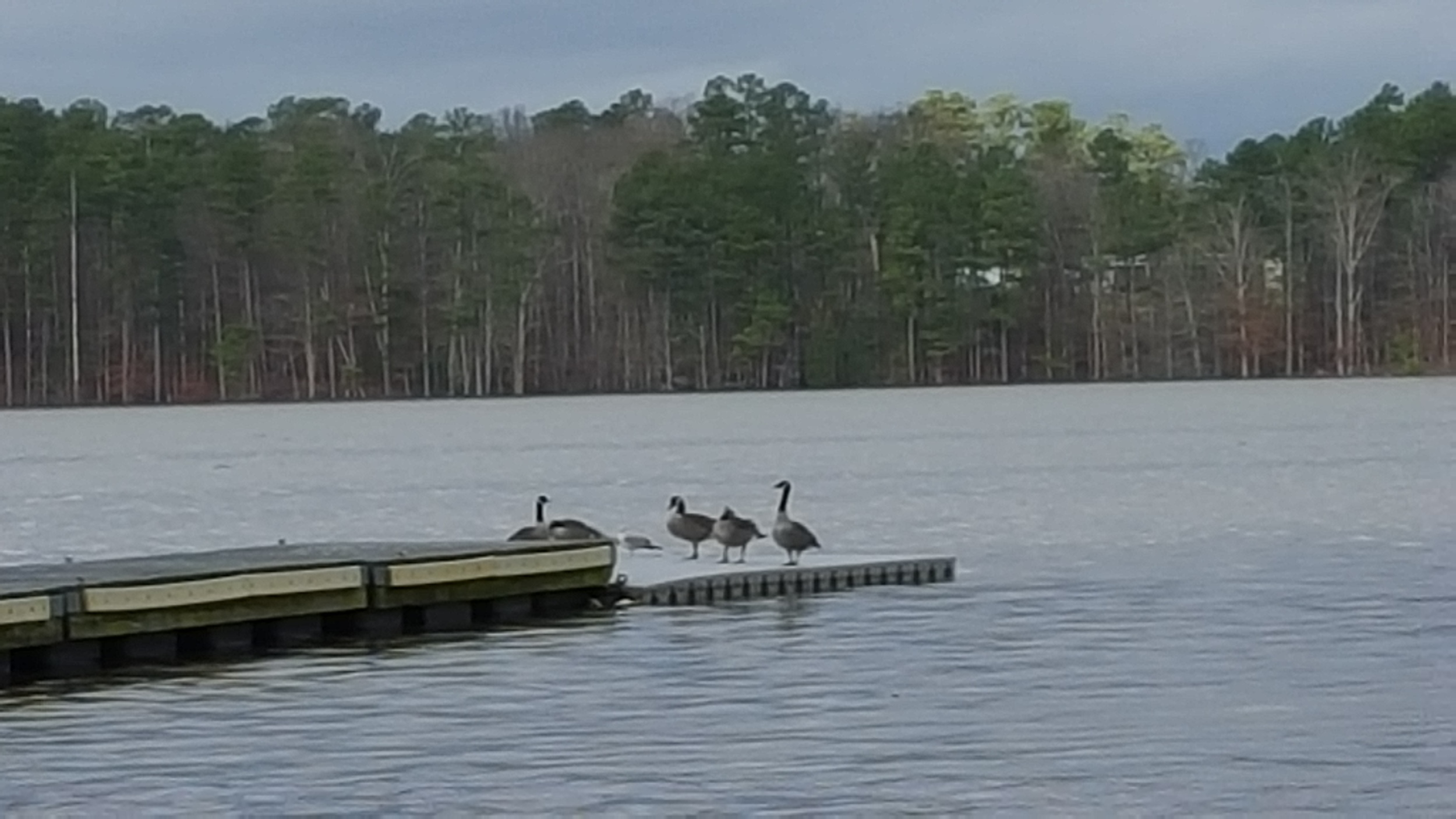 The geese have dry feet while the rowers have to wet-launch