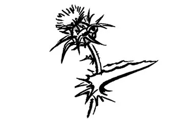 ALPS_1_Distel.jpg