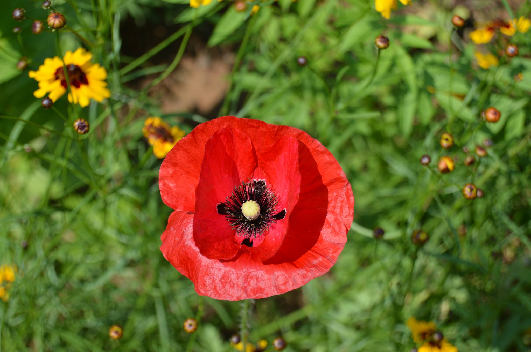 Norma Poppy.jpg