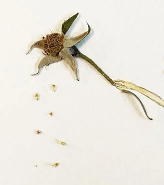 Leafy Dreams detail 2.jpg