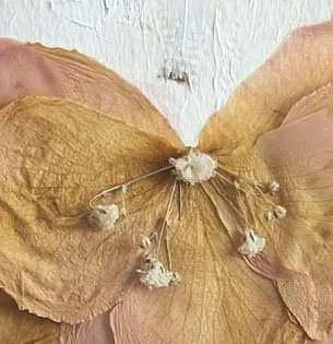 Edie's Heart detail 1.jpg