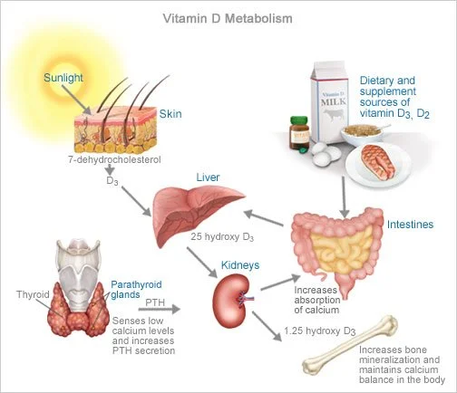 Vitamin D