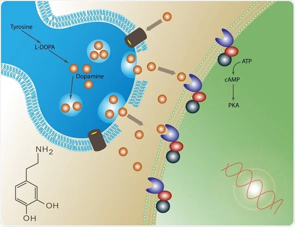 Dopamine -Inflamm Image.jpg