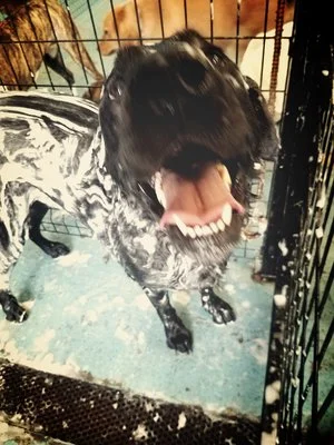 Fuzzz-Dog-Spa.jpg