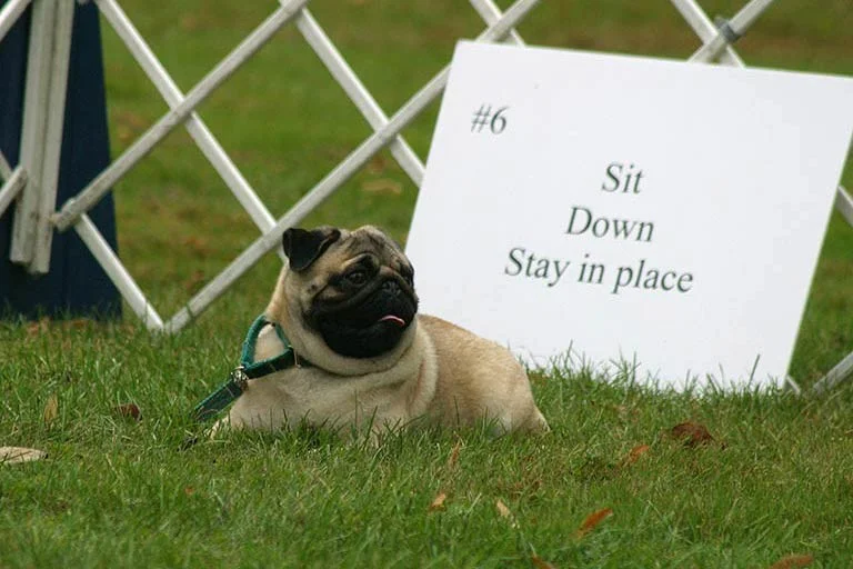 SIt Down Stay in Place! .jpg