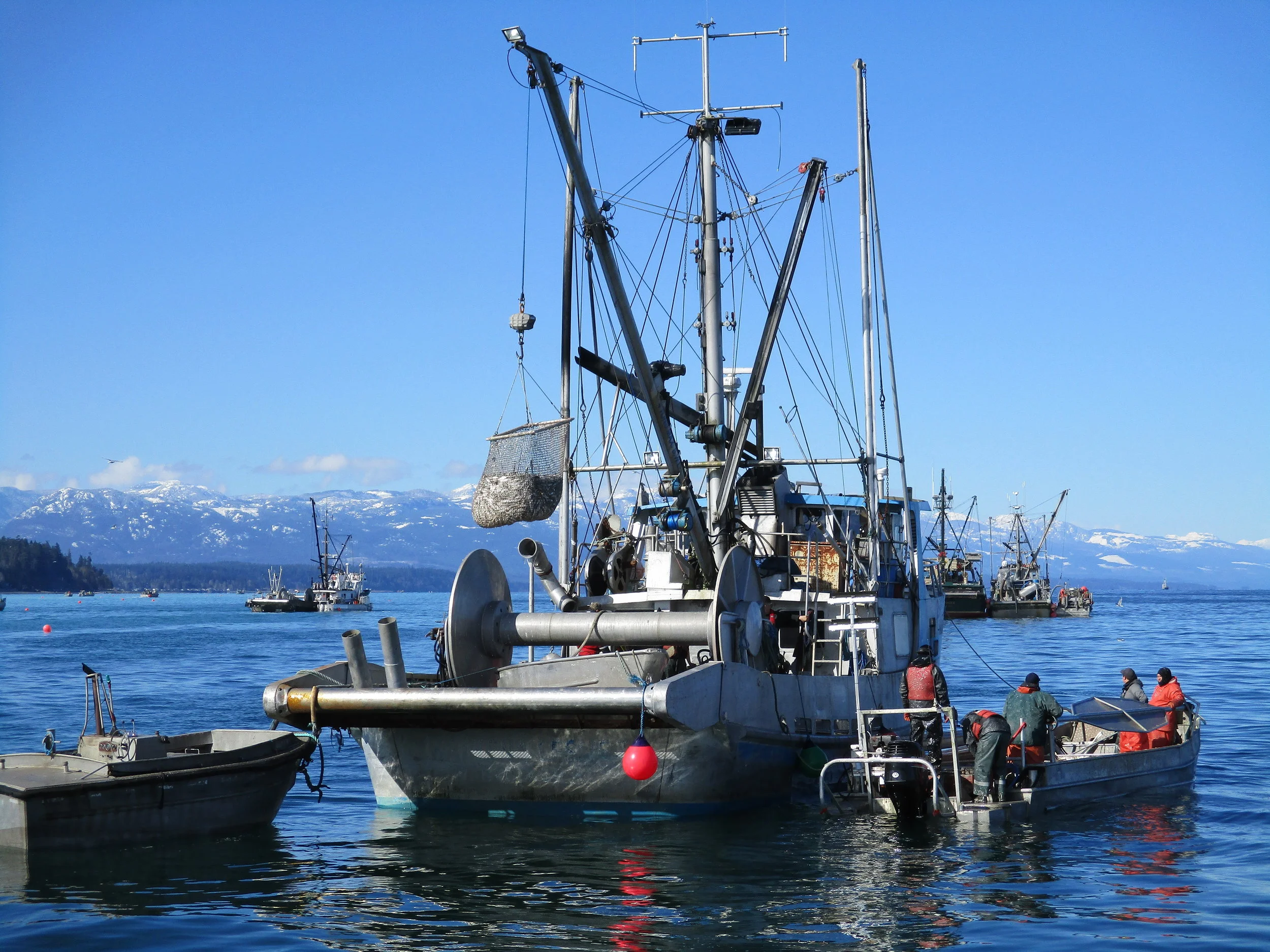 CBC News Chats with Fish Safe about Herring Safety